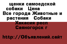 щенки самоедской собаки › Цена ­ 25 000 - Все города Животные и растения » Собаки   . Хакасия респ.,Саяногорск г.